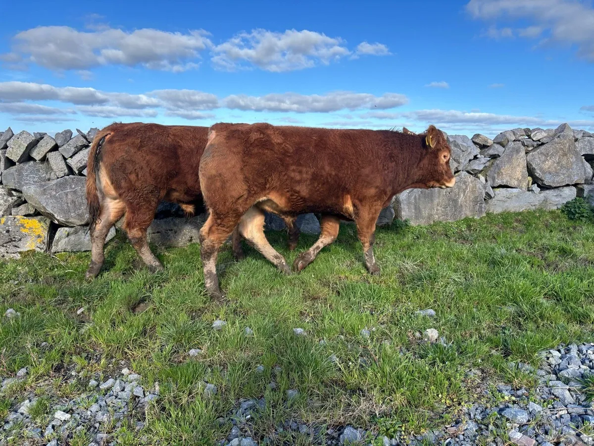 Limousin Bulls - Image 4