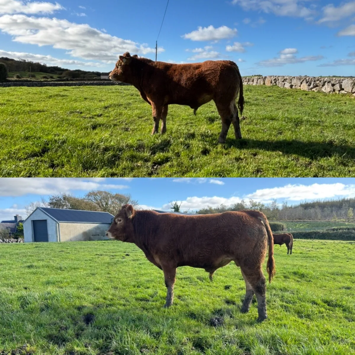 Limousin Bulls - Image 1