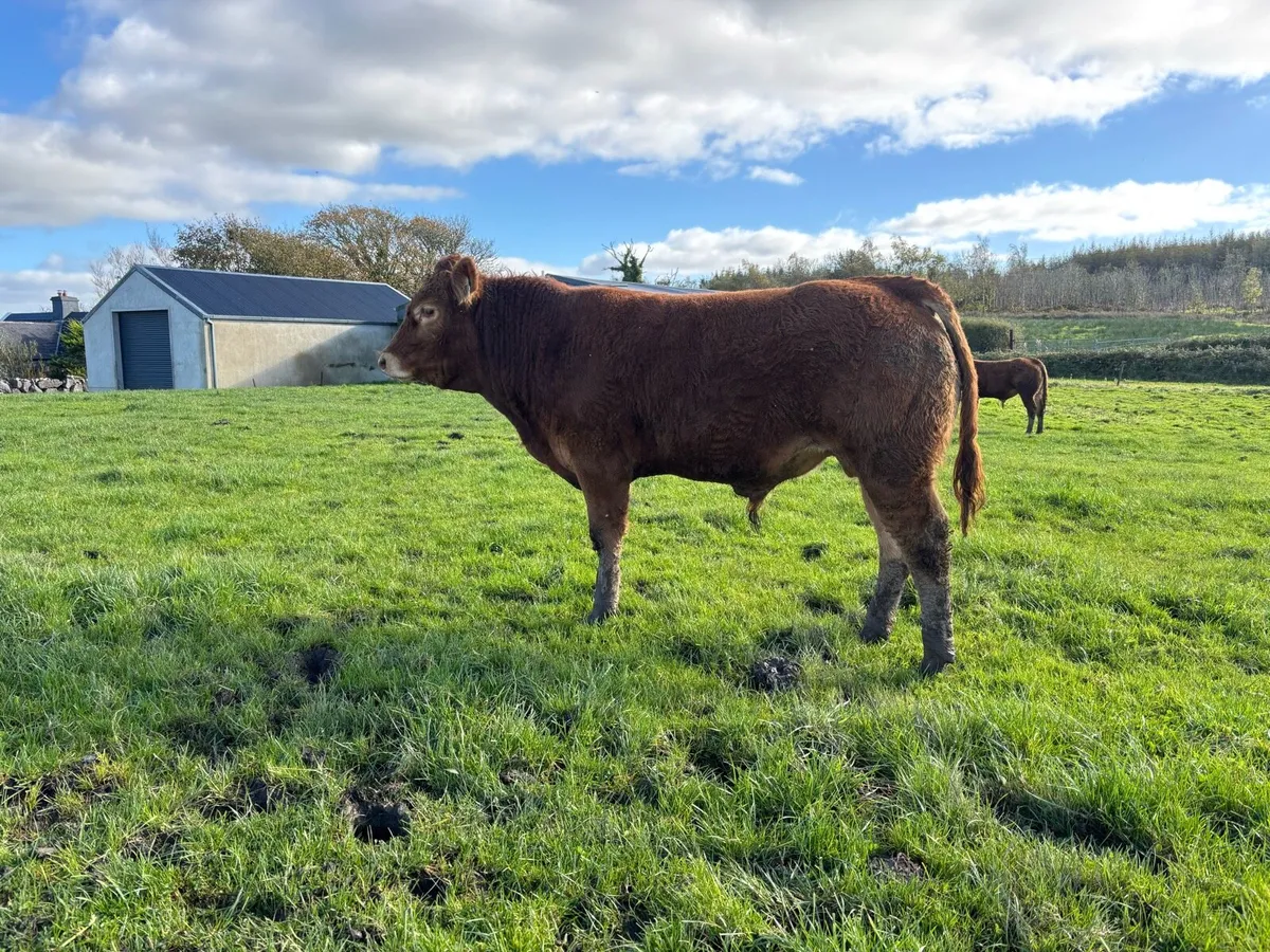 Limousin Bulls - Image 2