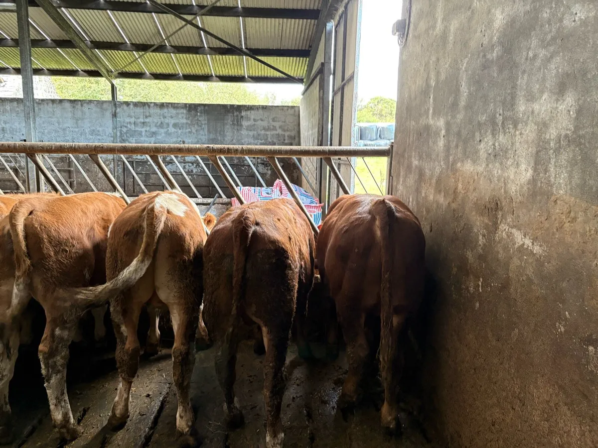 Weanlings - Image 1