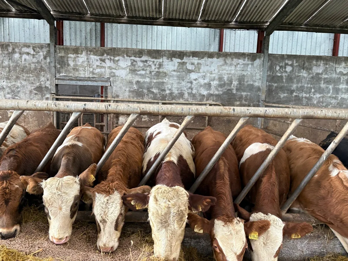 Weanlings - Image 2