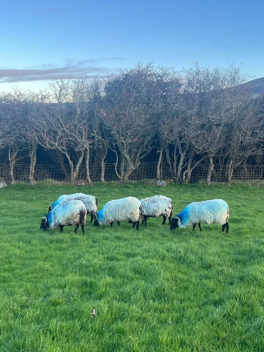Blackface Ewes - Image 2