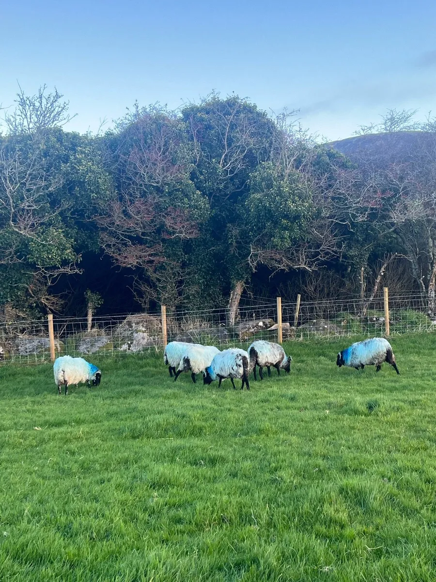 Blackface Ewes - Image 3
