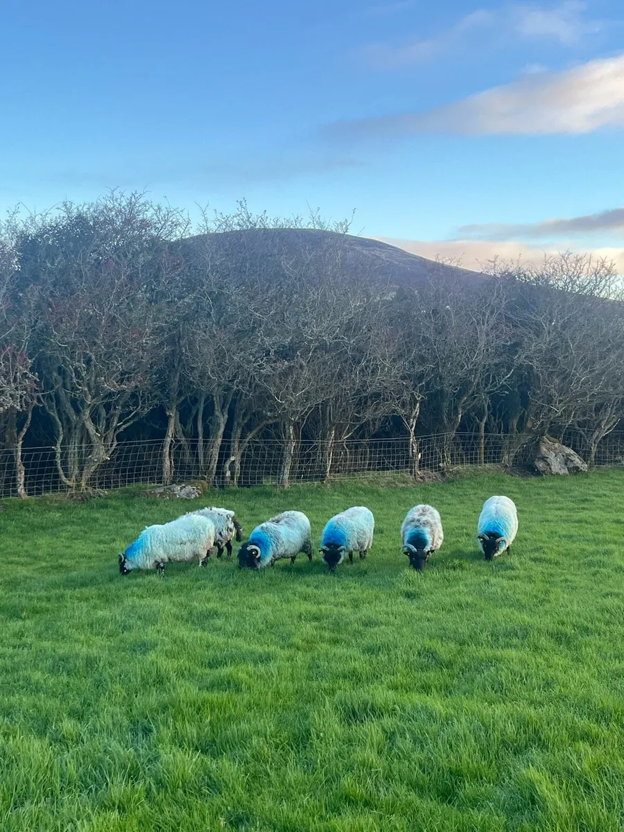 Blackface Ewes - Image 1