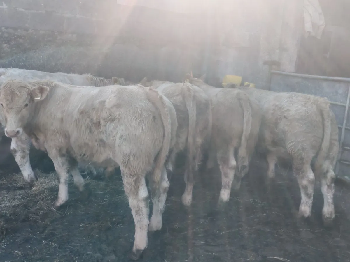 Bull weanlings for Balla Mart 20th Oct - Image 2