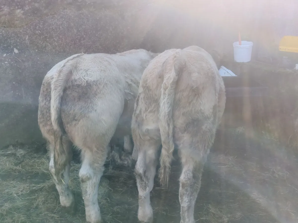 Bull weanlings for Balla Mart 20th Oct - Image 3