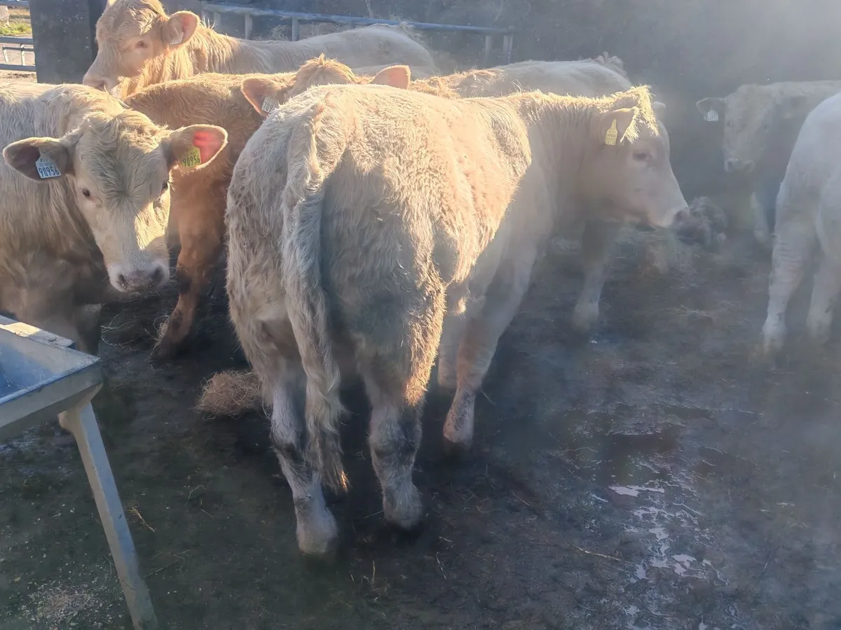 Bull weanlings for Balla Mart 20th Oct - Image 4