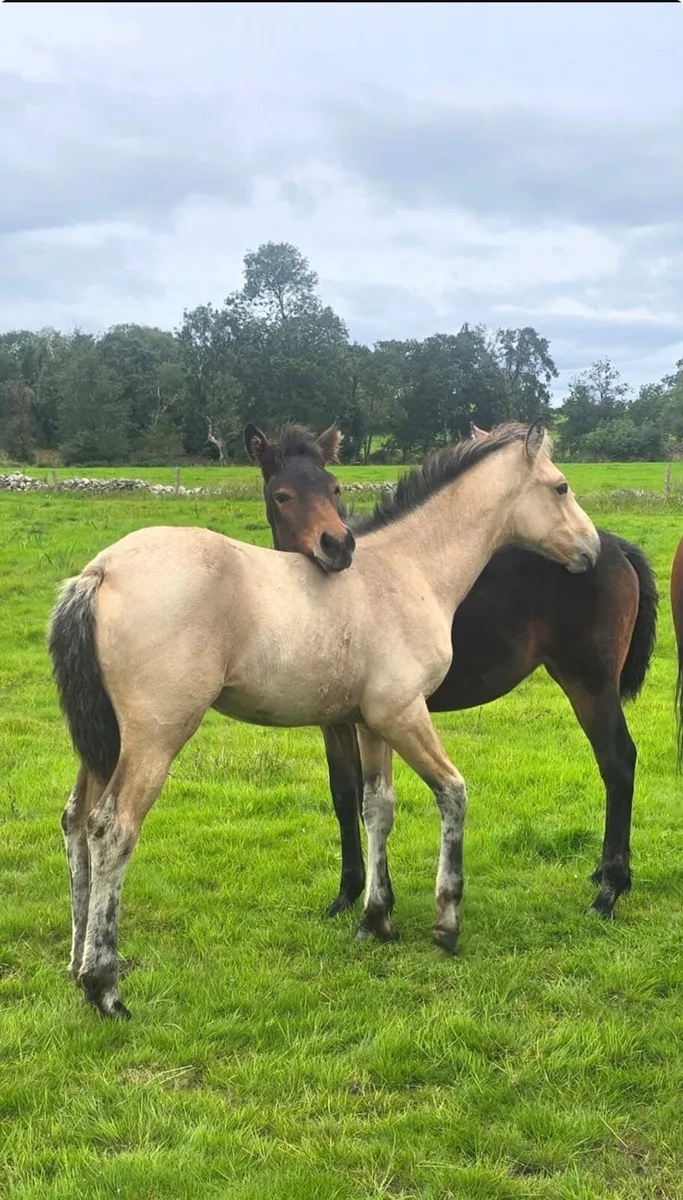 Foals heading to clifden - Image 1