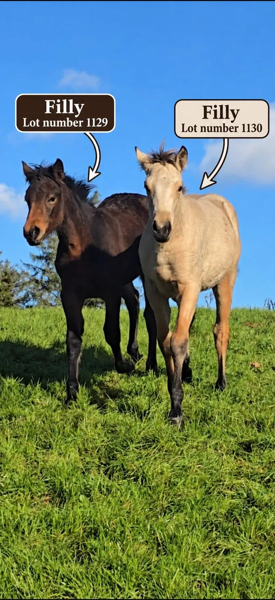 Foals heading to clifden - Image 2