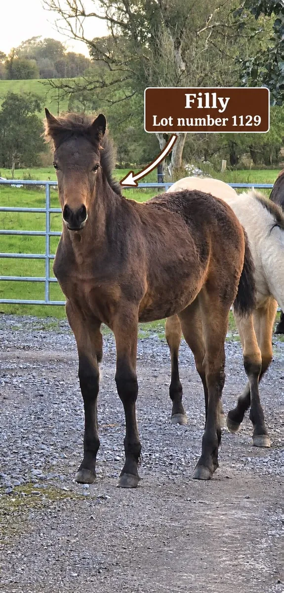 Foals heading to clifden - Image 3