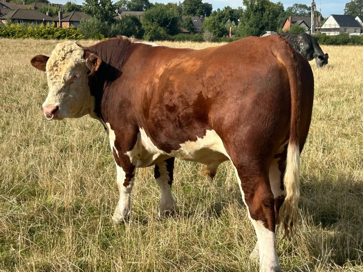 Pedigree Hereford Bull (NR) - Image 2
