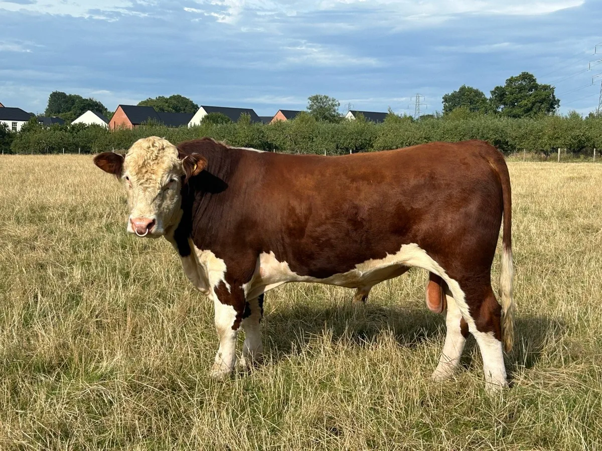 Pedigree Hereford Bull (NR) - Image 1