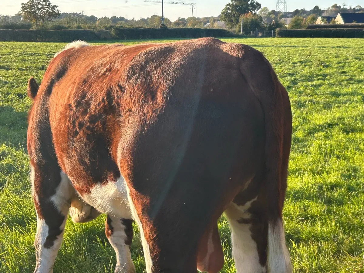 Pedigree Hereford Bull (NR) - Image 4