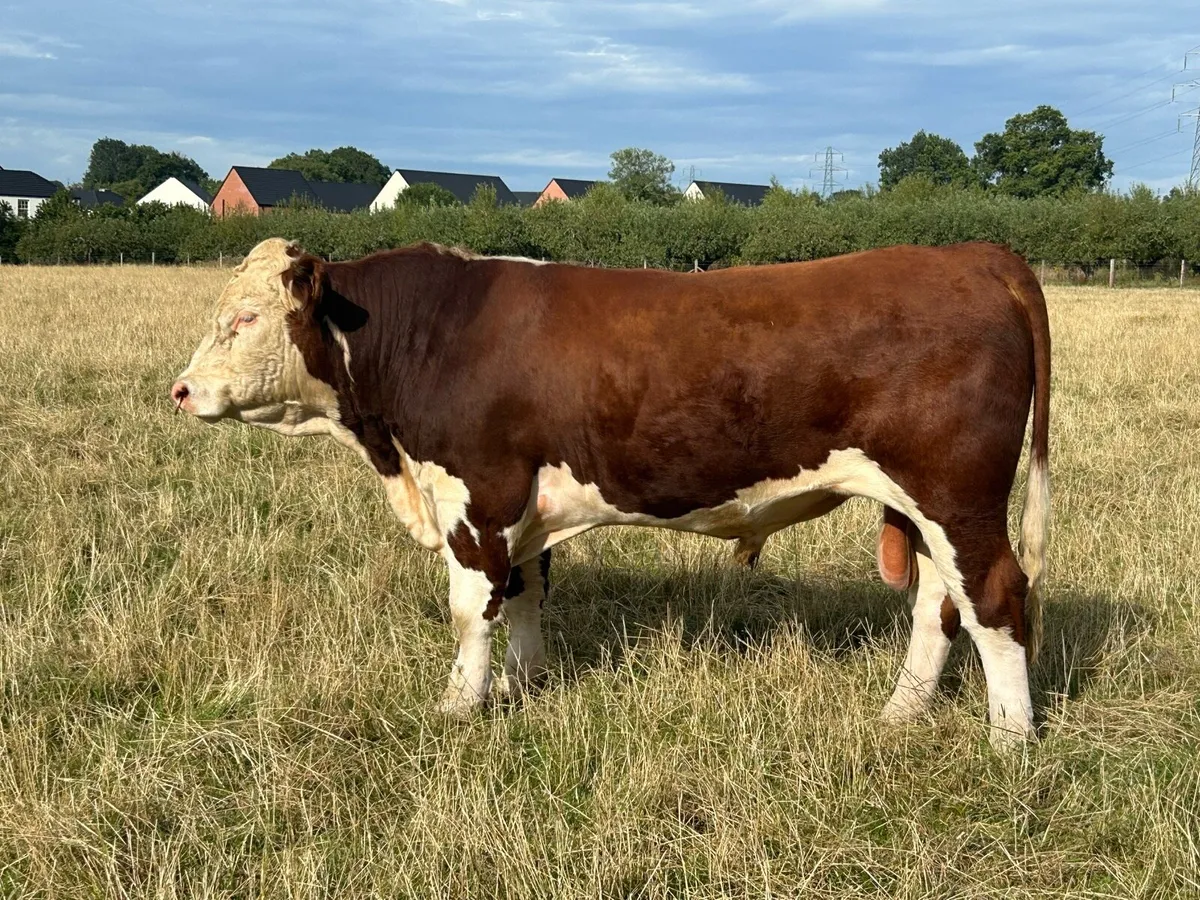 Pedigree Hereford Bull (NR) - Image 3