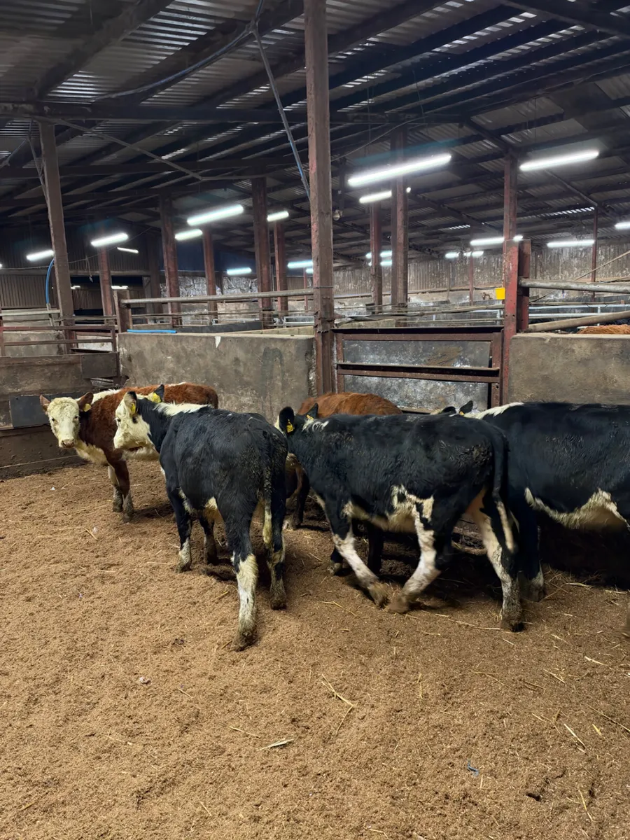 Hereford heifers - Image 2