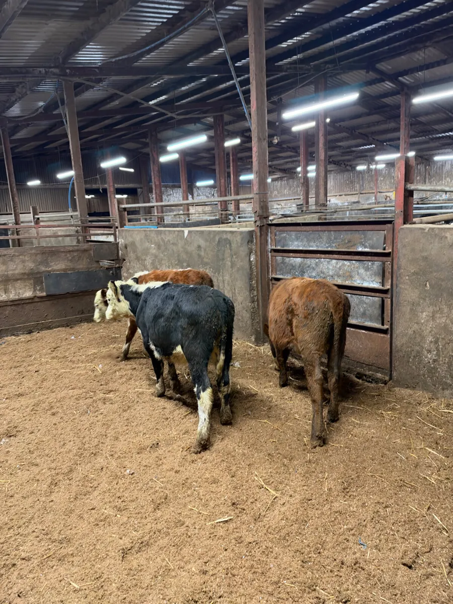 Hereford heifers - Image 4