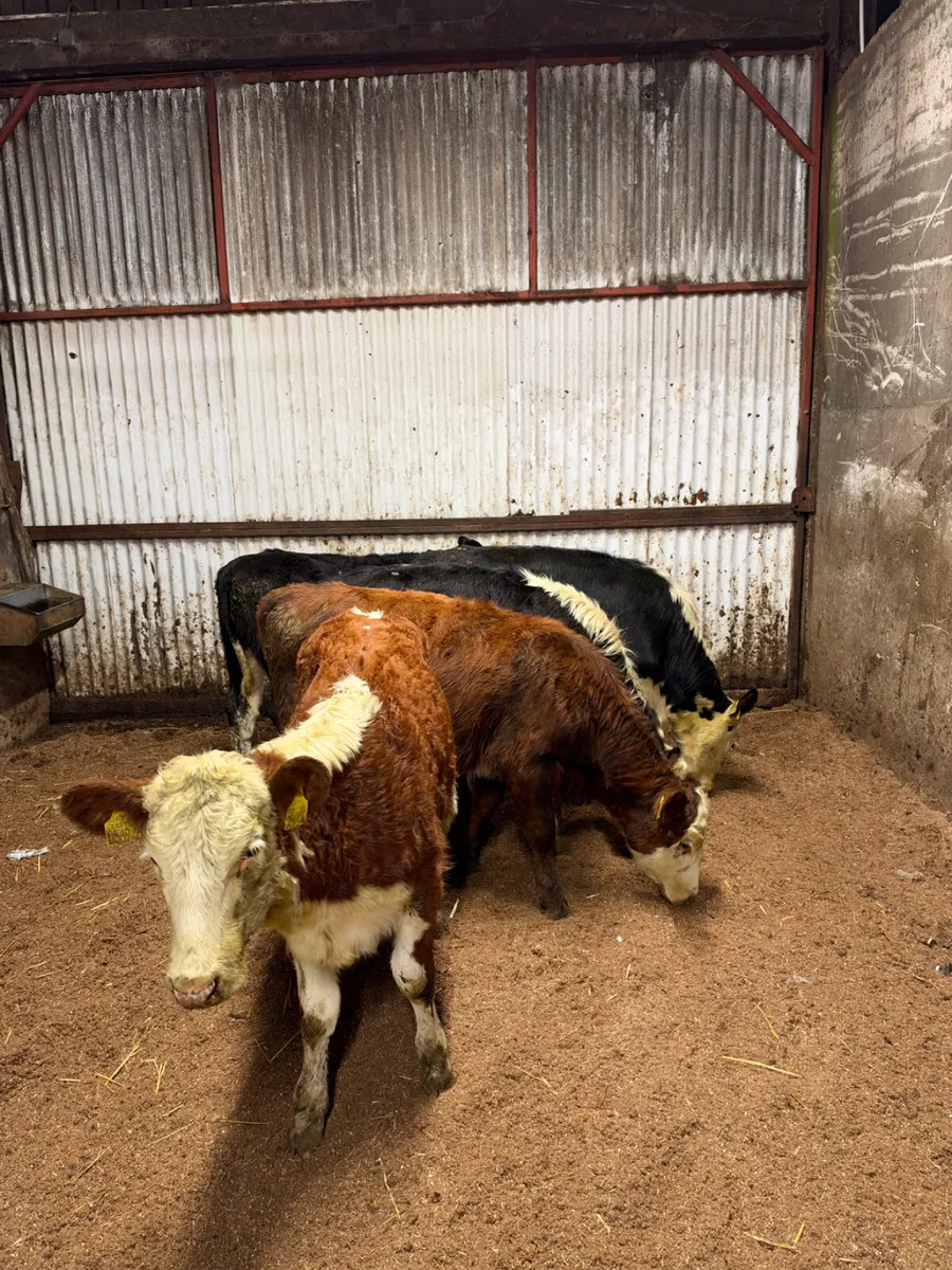 Hereford heifers - Image 1