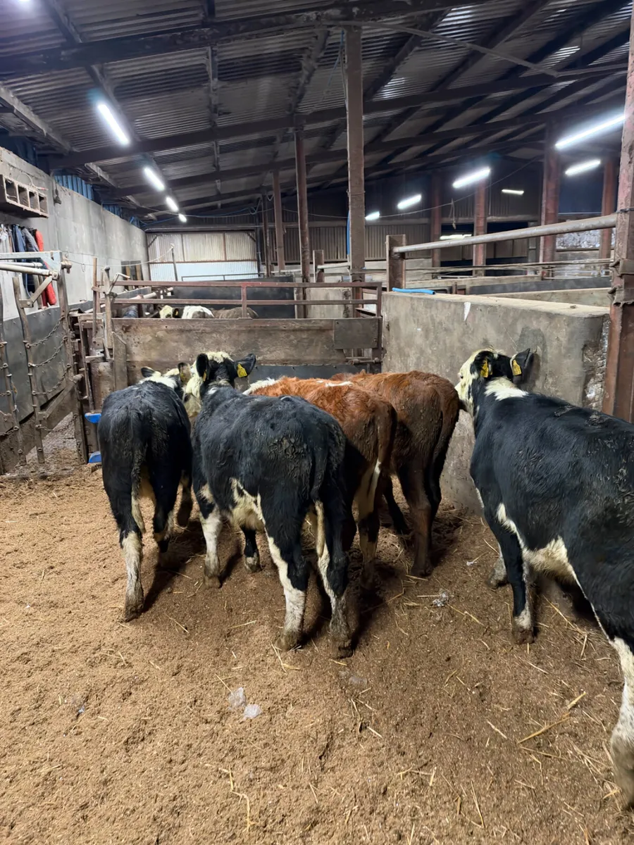 Hereford heifers - Image 3