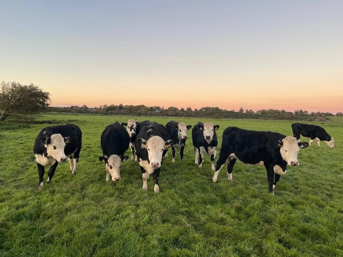 Black white head heifers for sale - Image 1