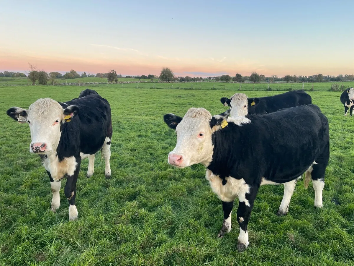 Black white head heifers for sale - Image 3