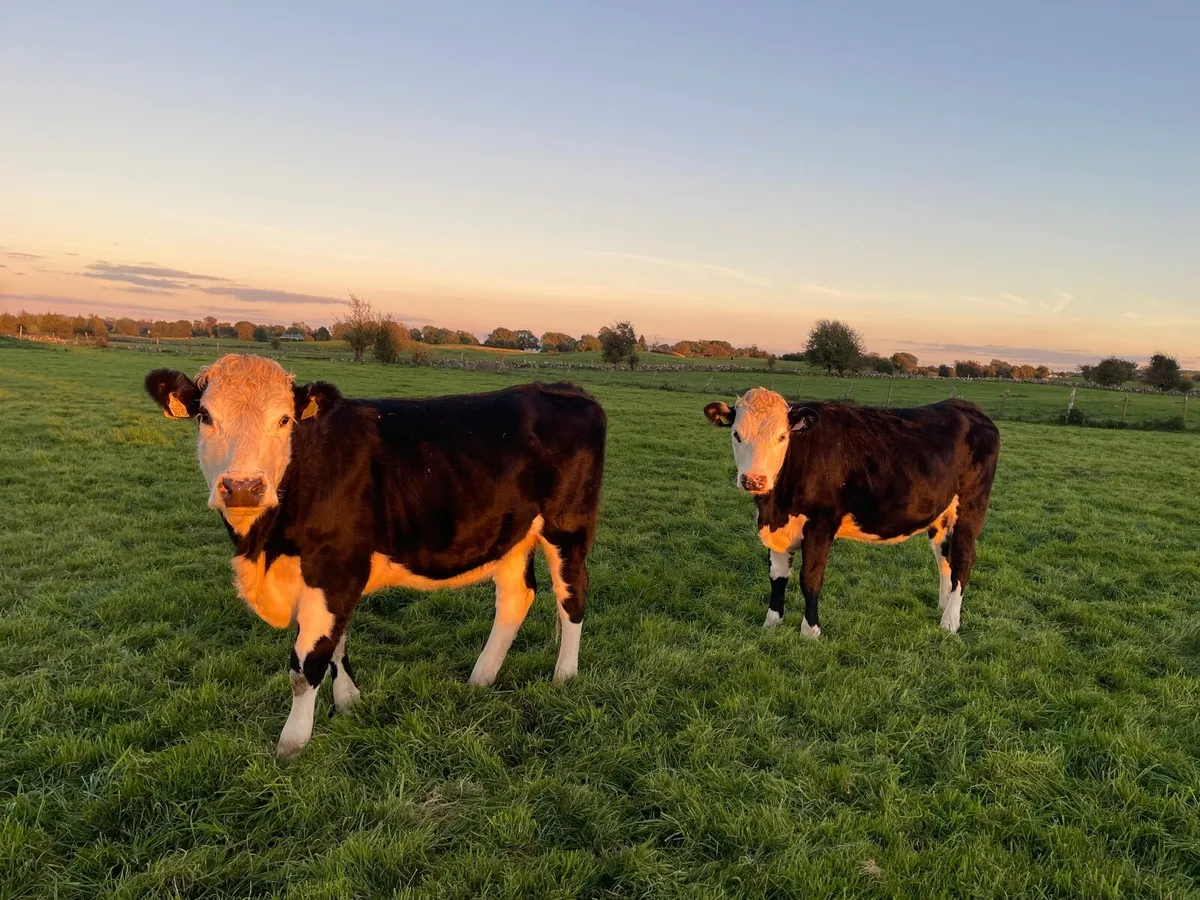 Black white head heifers for sale - Image 2