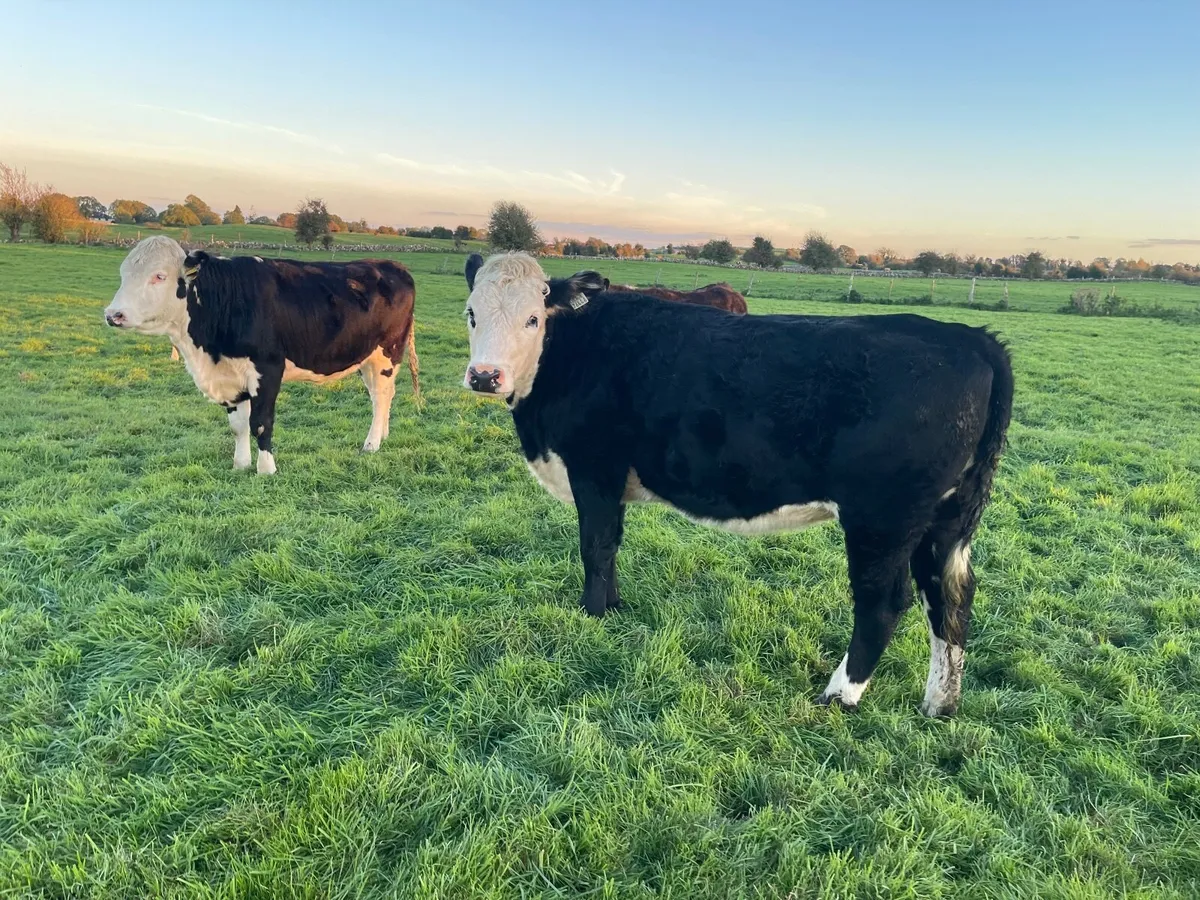 Black white head heifers for sale - Image 4