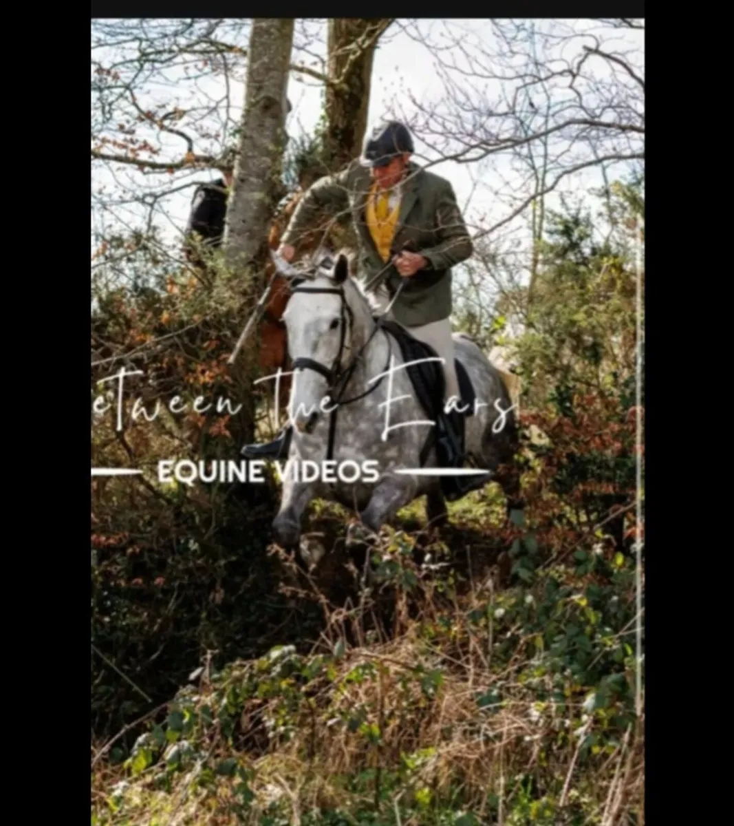 17.1 hh hunter - Image 1