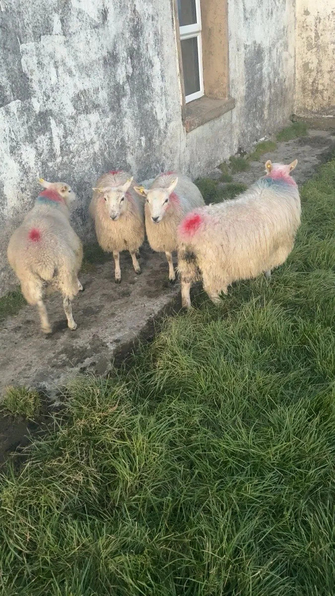 Ewe lambs - Image 4