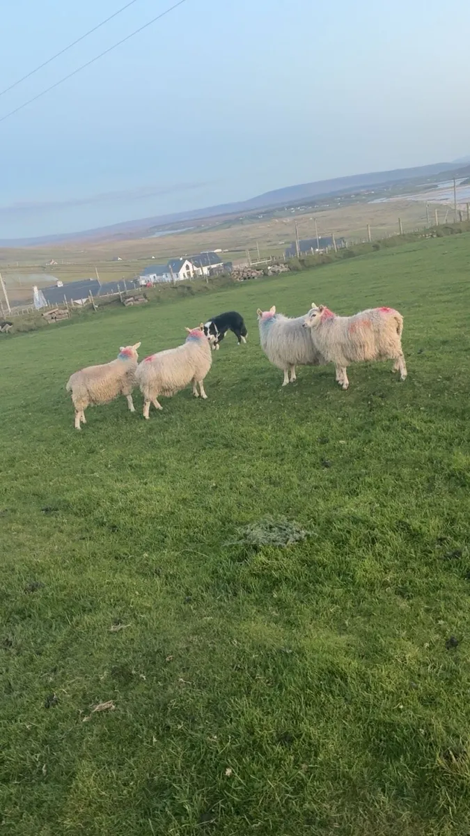 Ewe lambs - Image 1