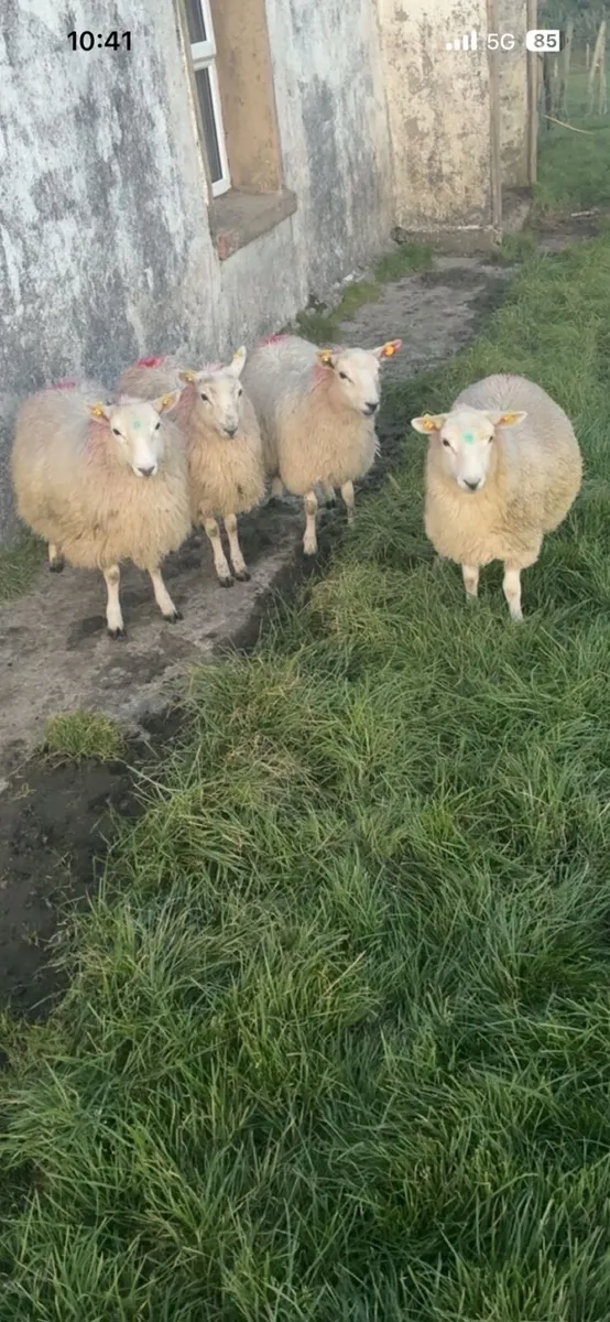 Ewe lambs - Image 2