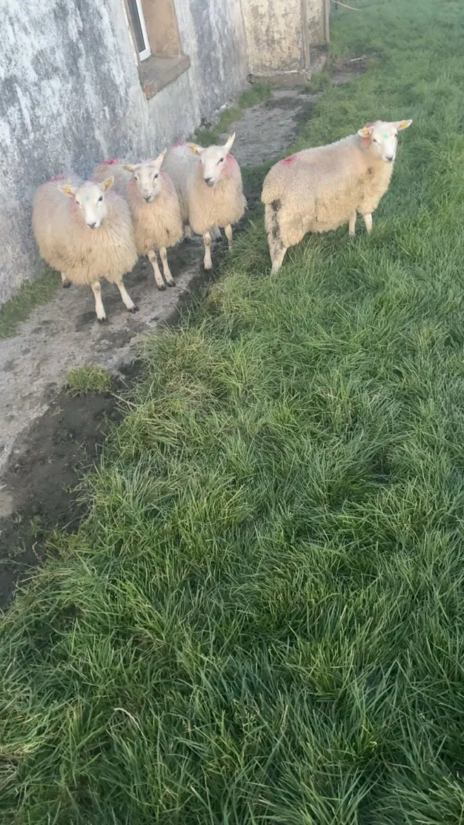 Ewe lambs - Image 3