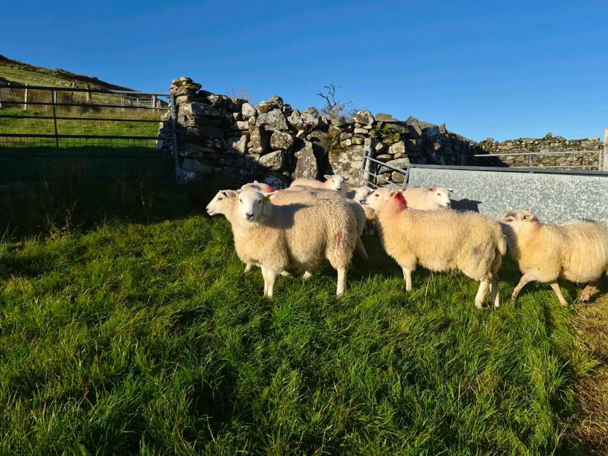 Crossbows ewe lambs - Image 2