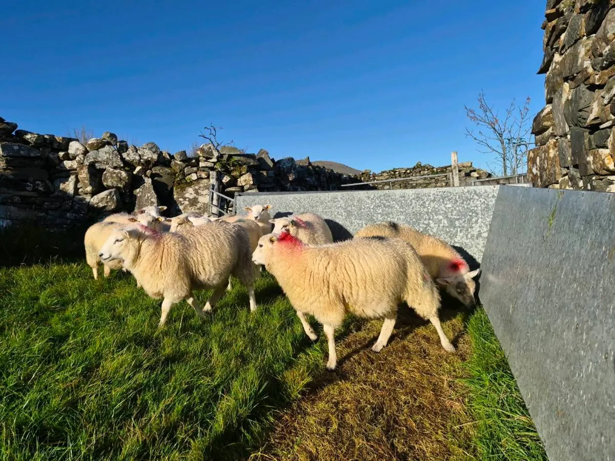 Crossbows ewe lambs - Image 3