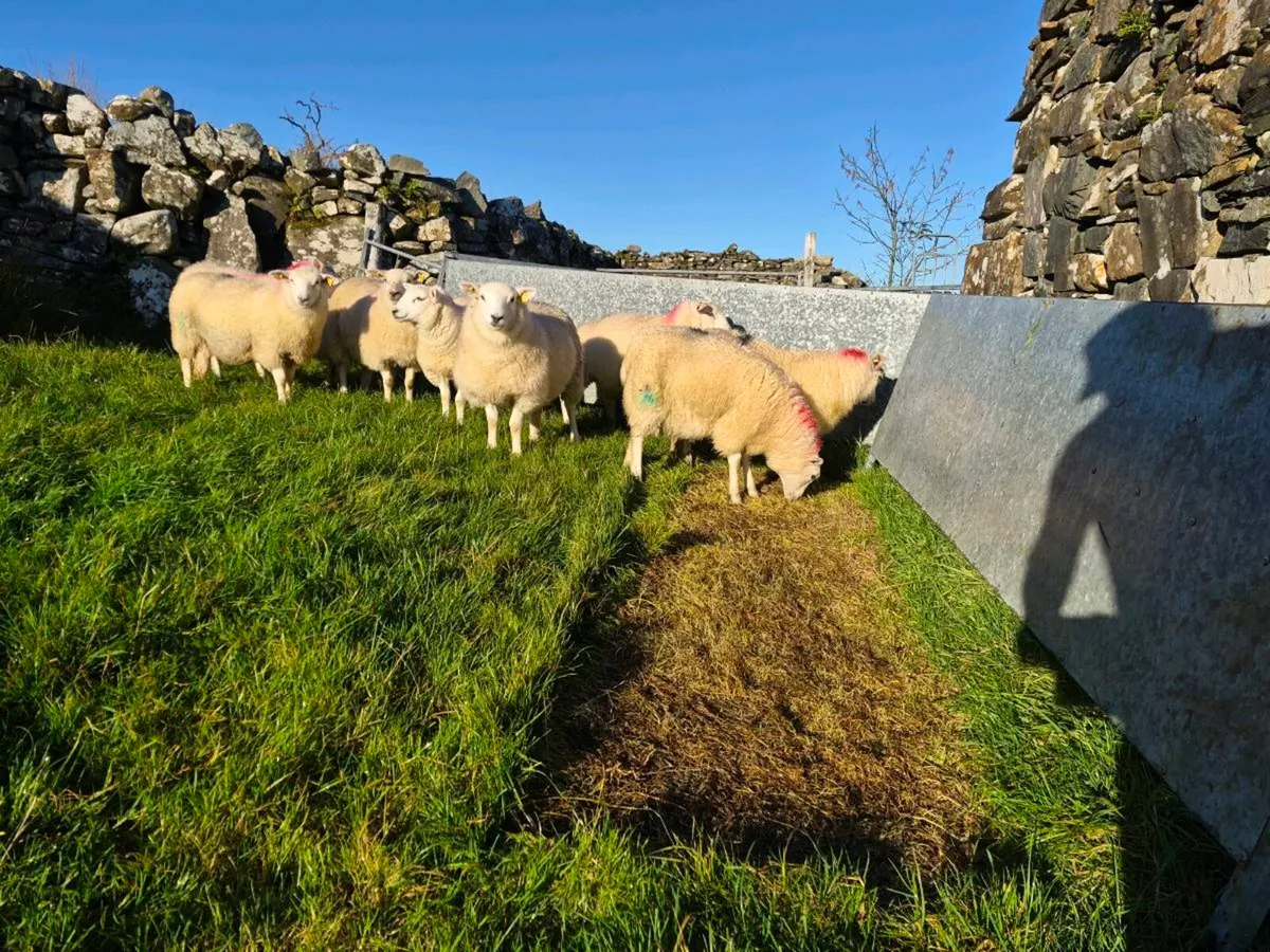 Crossbows ewe lambs - Image 4