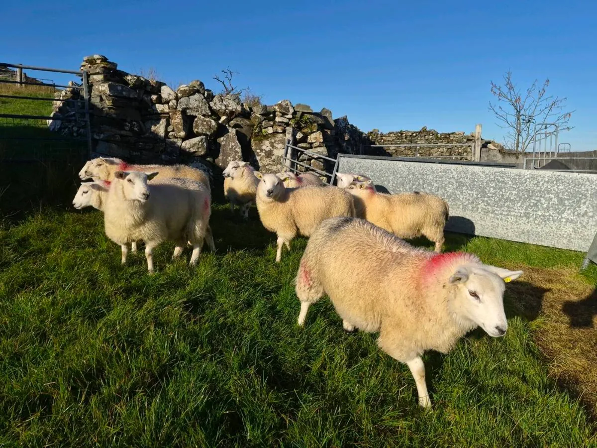 Crossbows ewe lambs - Image 1
