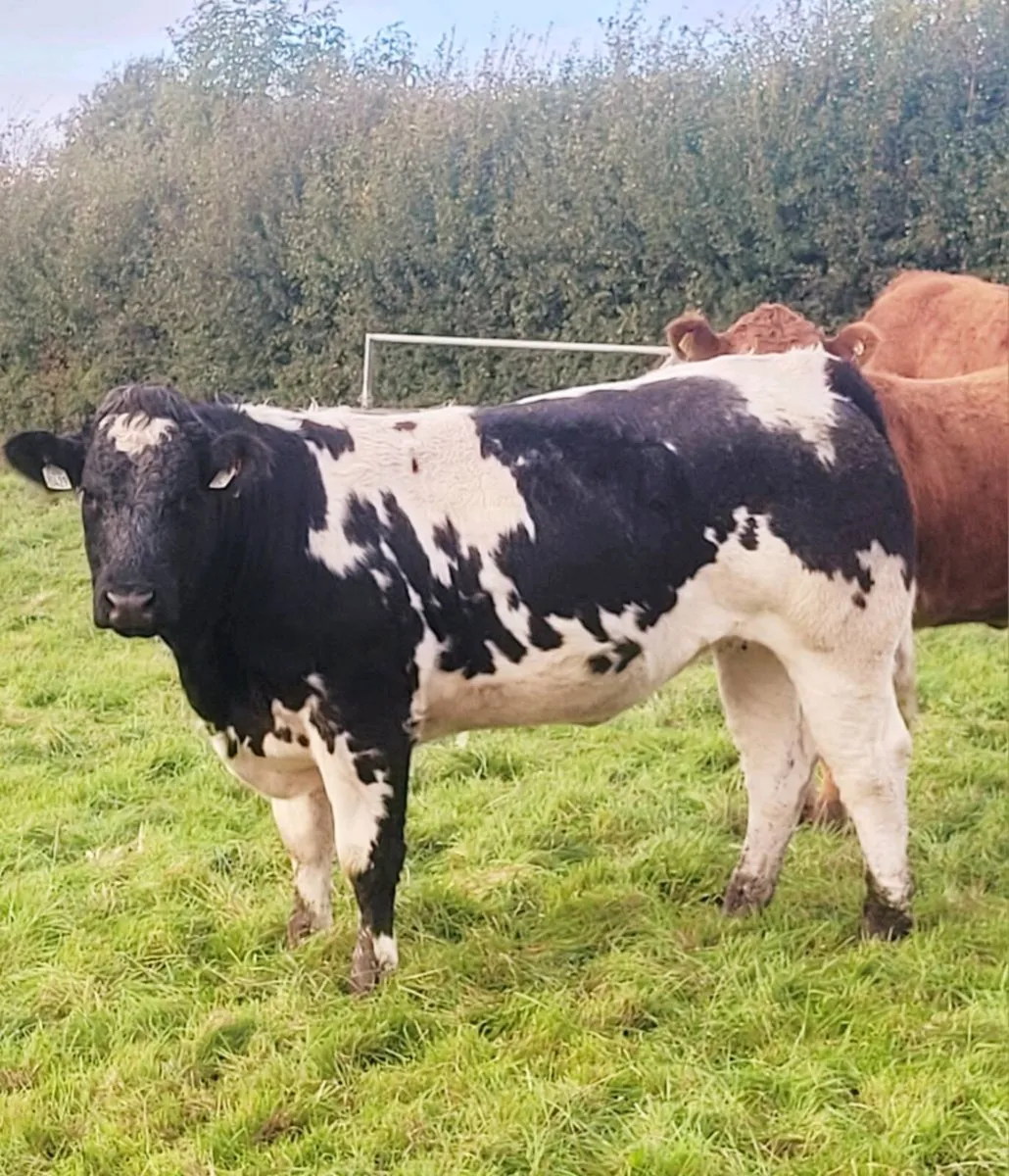 Breeding heifers - Image 1