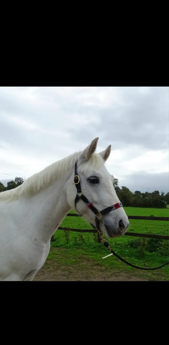 Connemara Pony - Image 1