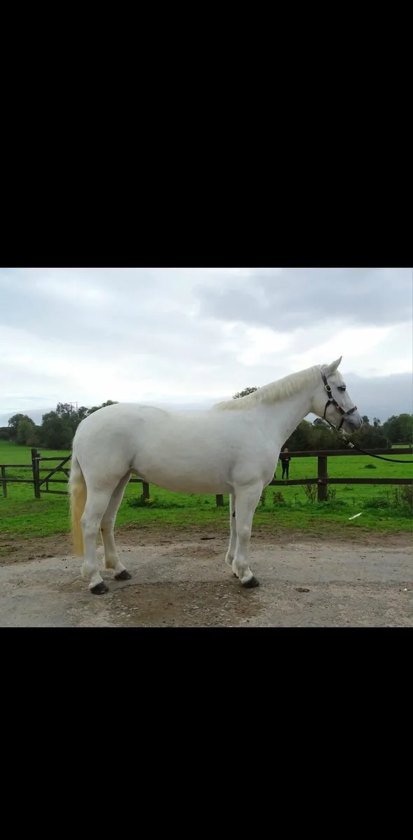 Connemara Pony - Image 2