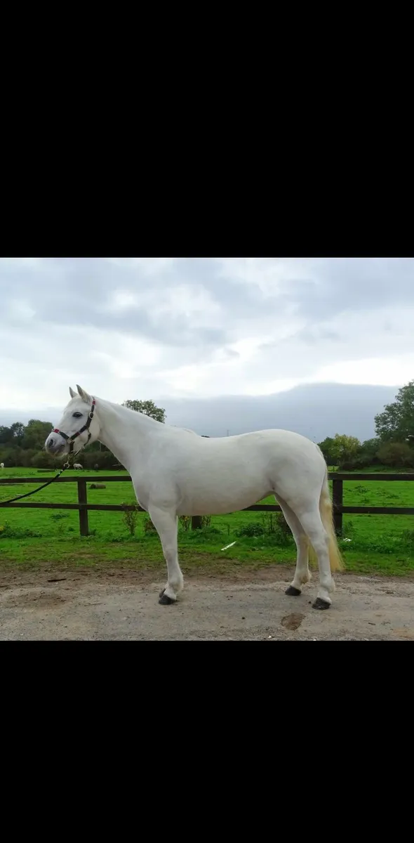 Connemara Pony - Image 4