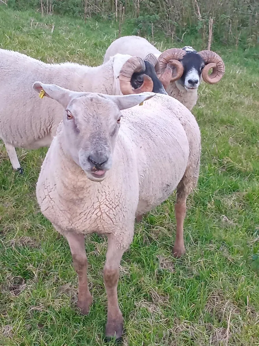 Charolais x Suffolk - Image 2