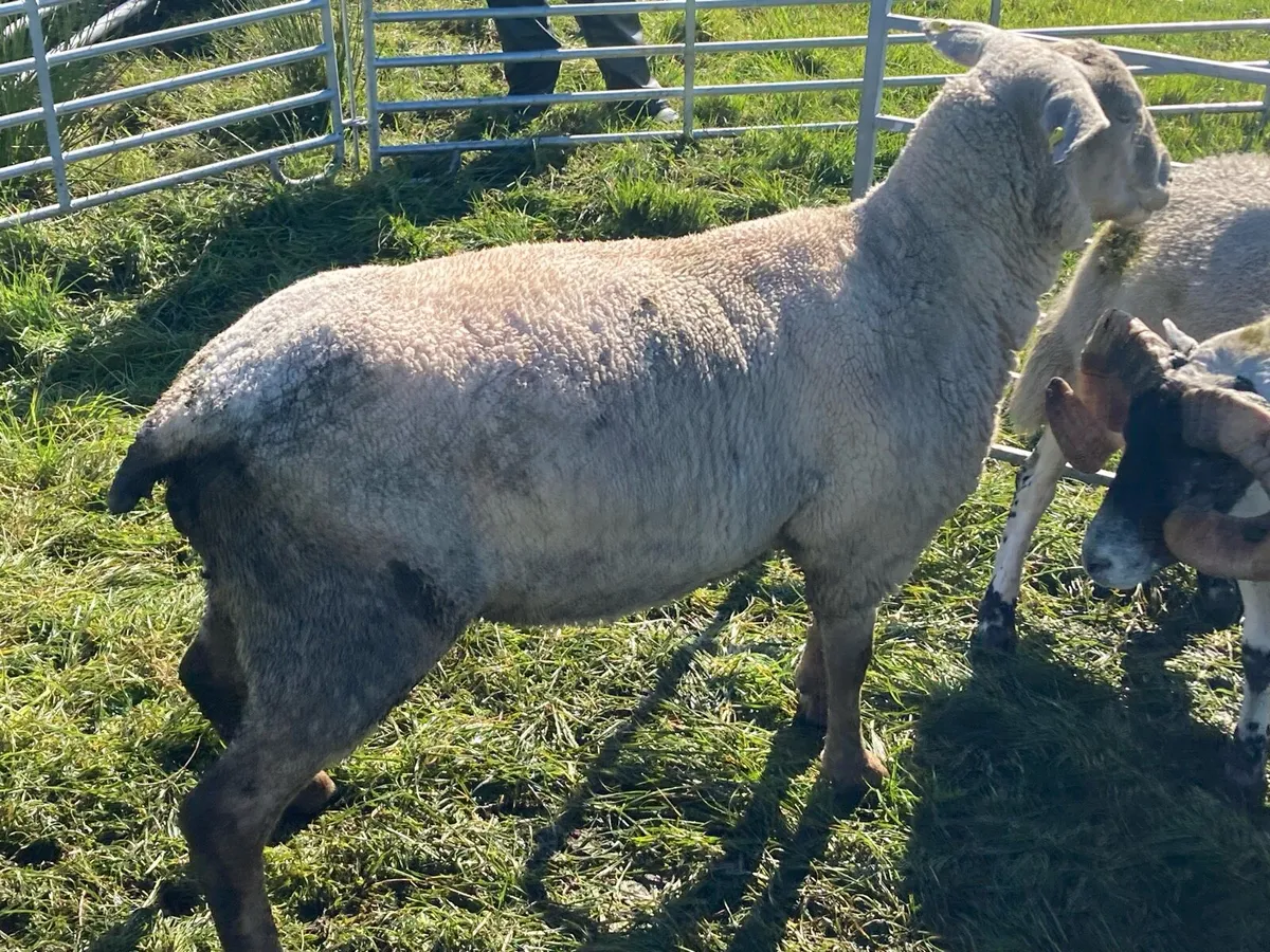 Charolais x Suffolk - Image 4