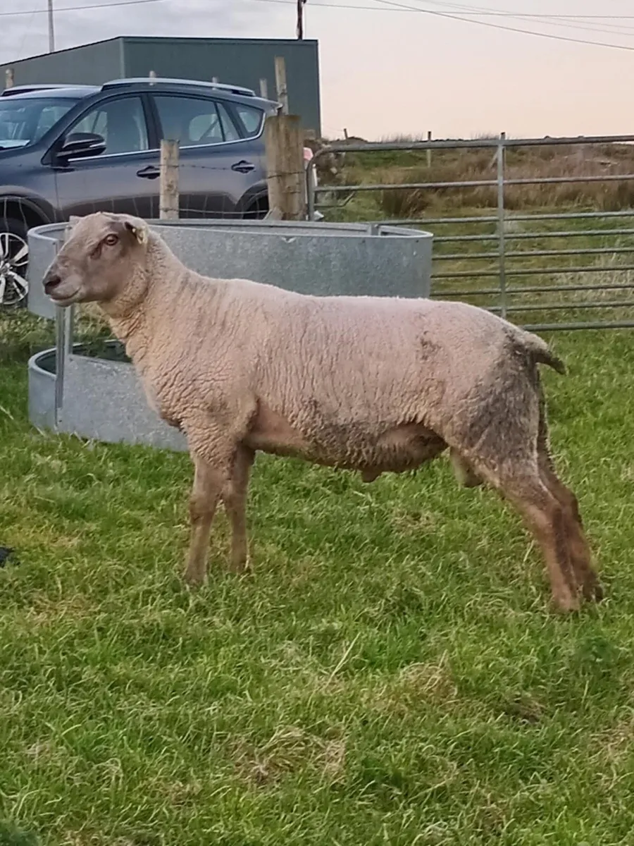 Charolais x Suffolk - Image 4