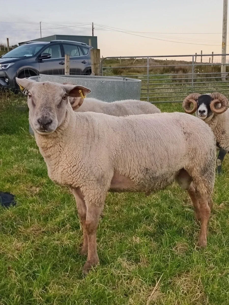 Charolais x Suffolk - Image 1