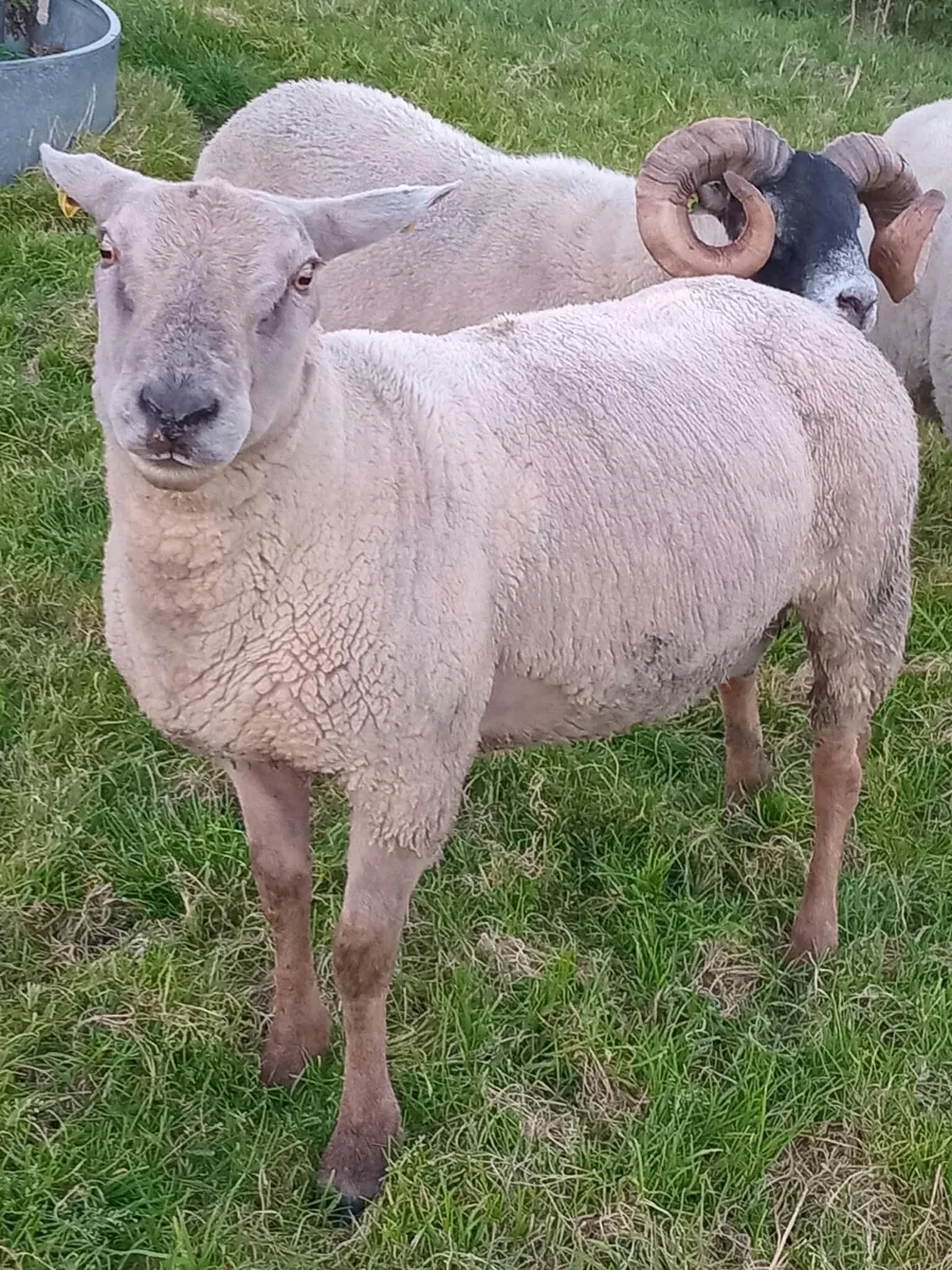 Charolais x Suffolk - Image 2