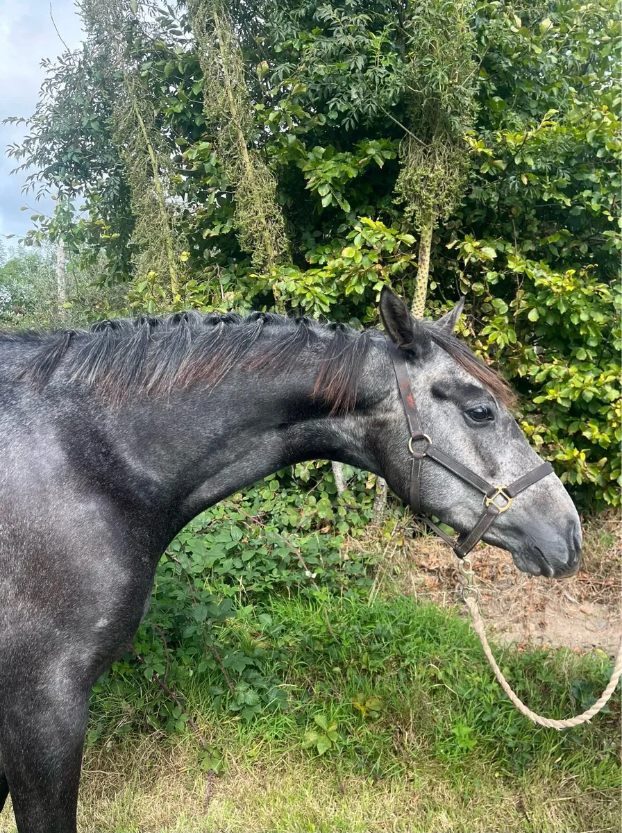Beautifully bred ISH 5yo mare - Image 1