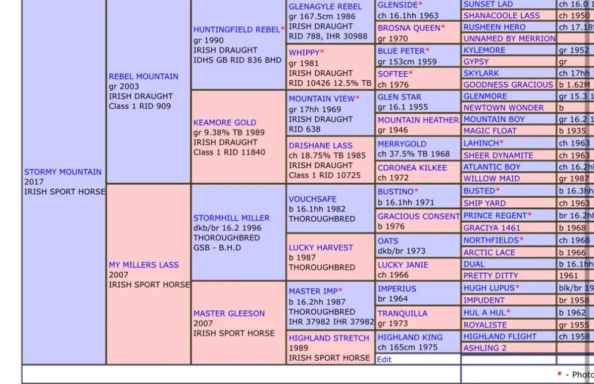 Beautifully bred ISH 5yo mare - Image 4