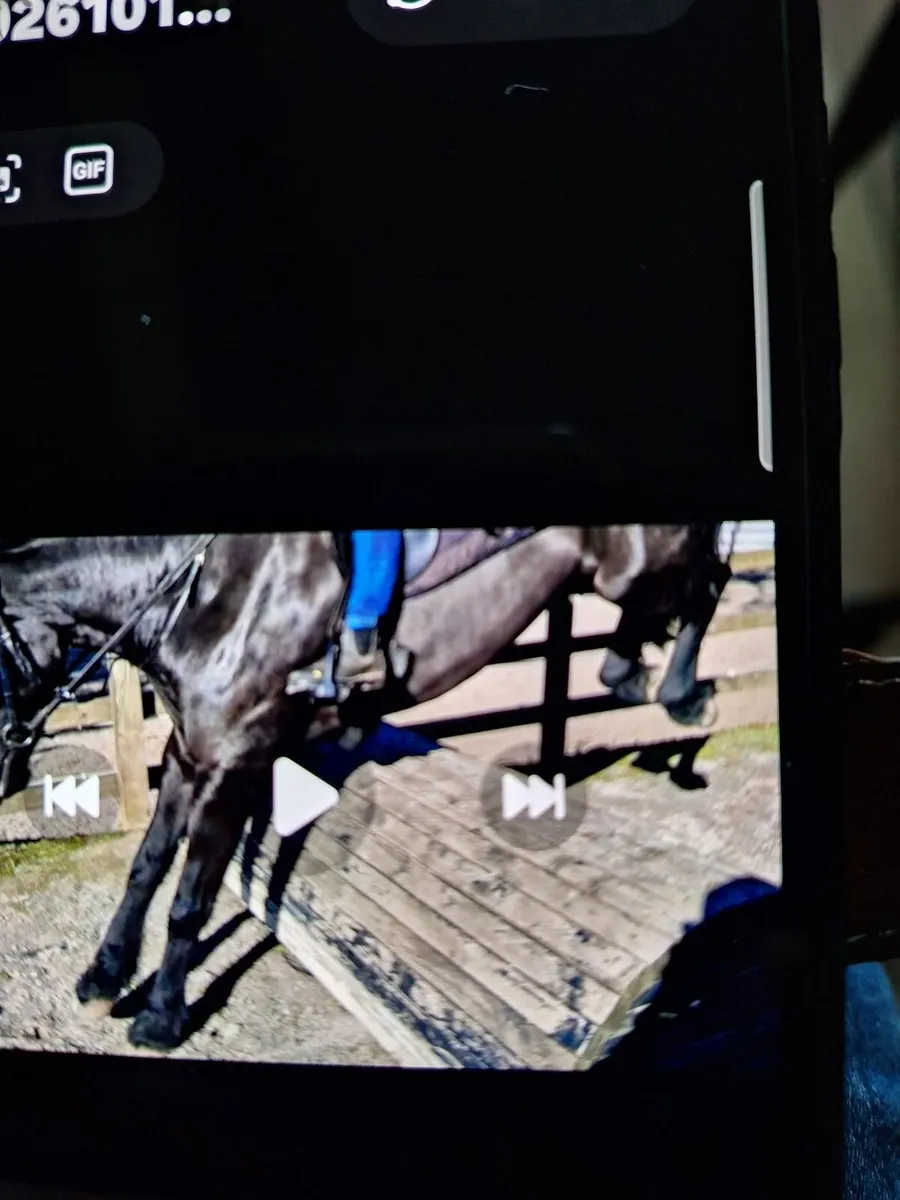 CLIFDEN LOT 460. 15H BROWN COB 23rd  Oct. - Image 2