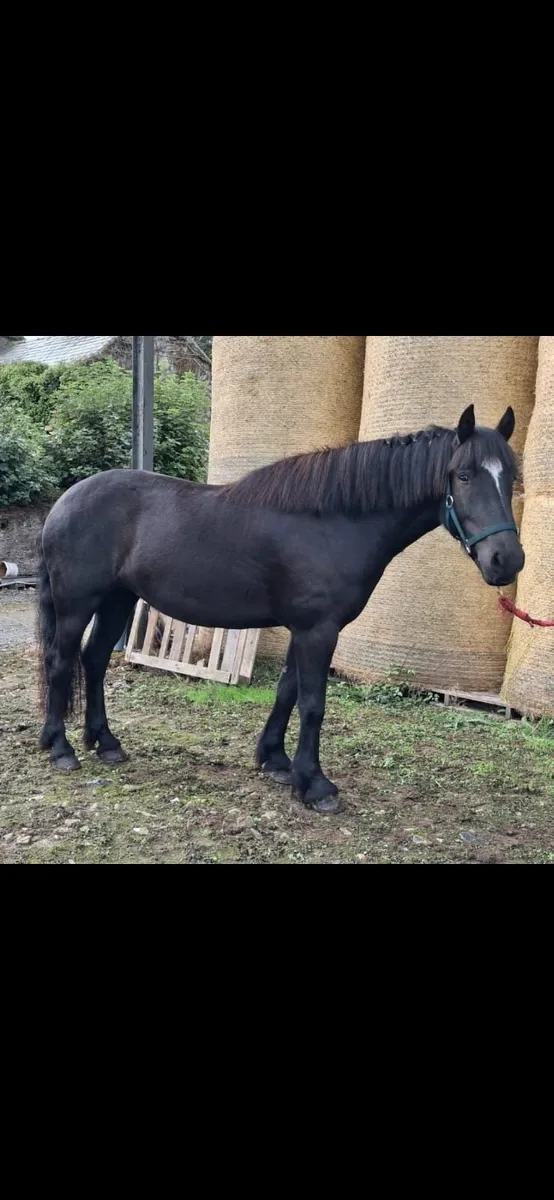 CLIFDEN LOT 460. 15H BROWN COB 23rd  Oct. - Image 3