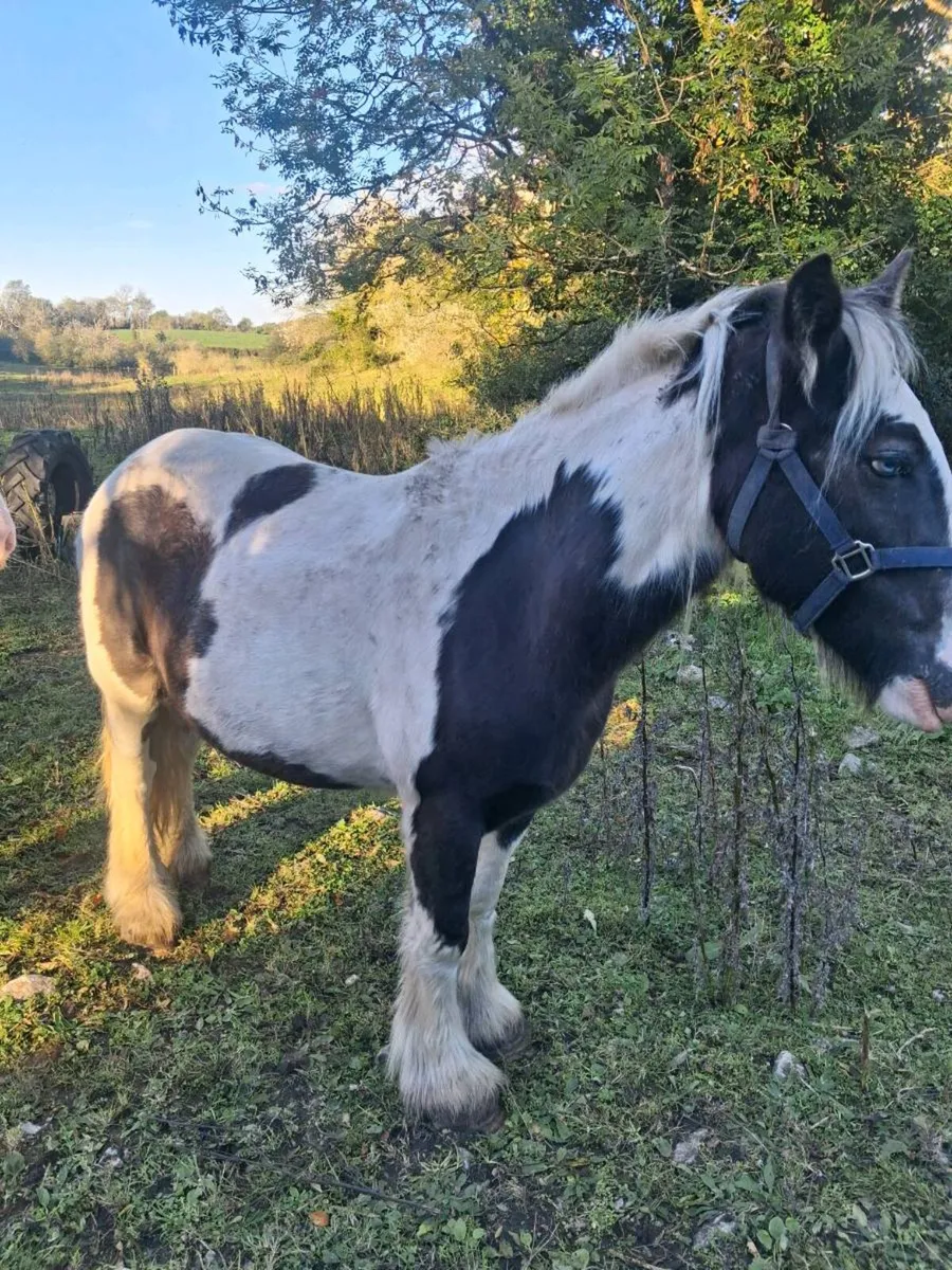 gelding for sale - Image 3