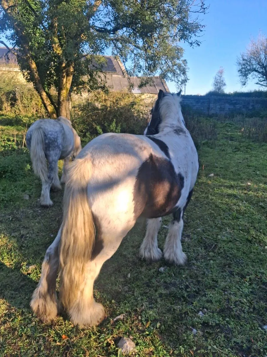 gelding for sale - Image 4